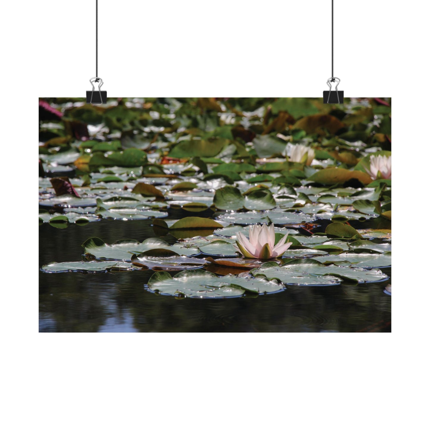 Peaceful Lily Pads and Lotus Flower Poster