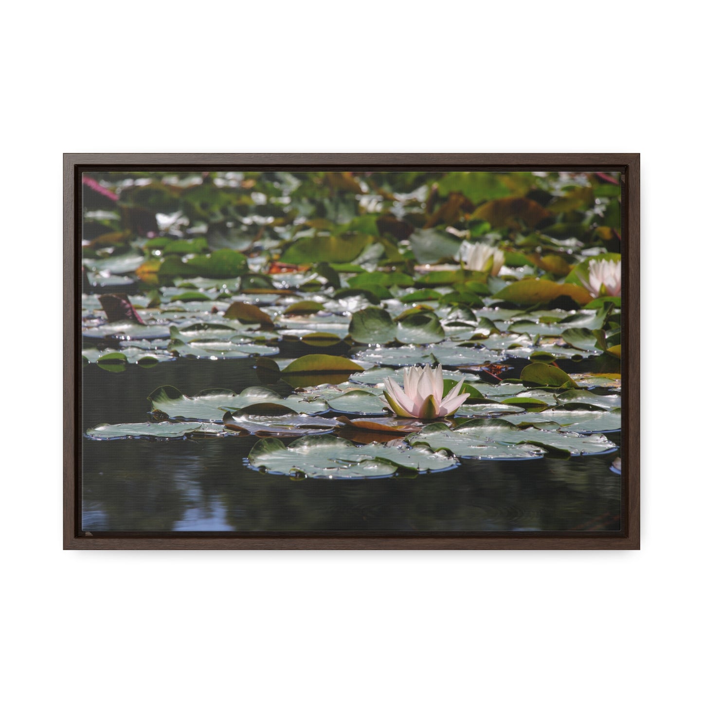 Framed Canvas - Peaceful Lily Pads and Lotus Flower
