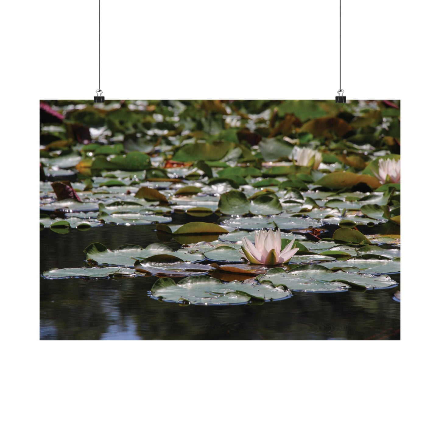 Peaceful Lily Pads and Lotus Flower Poster