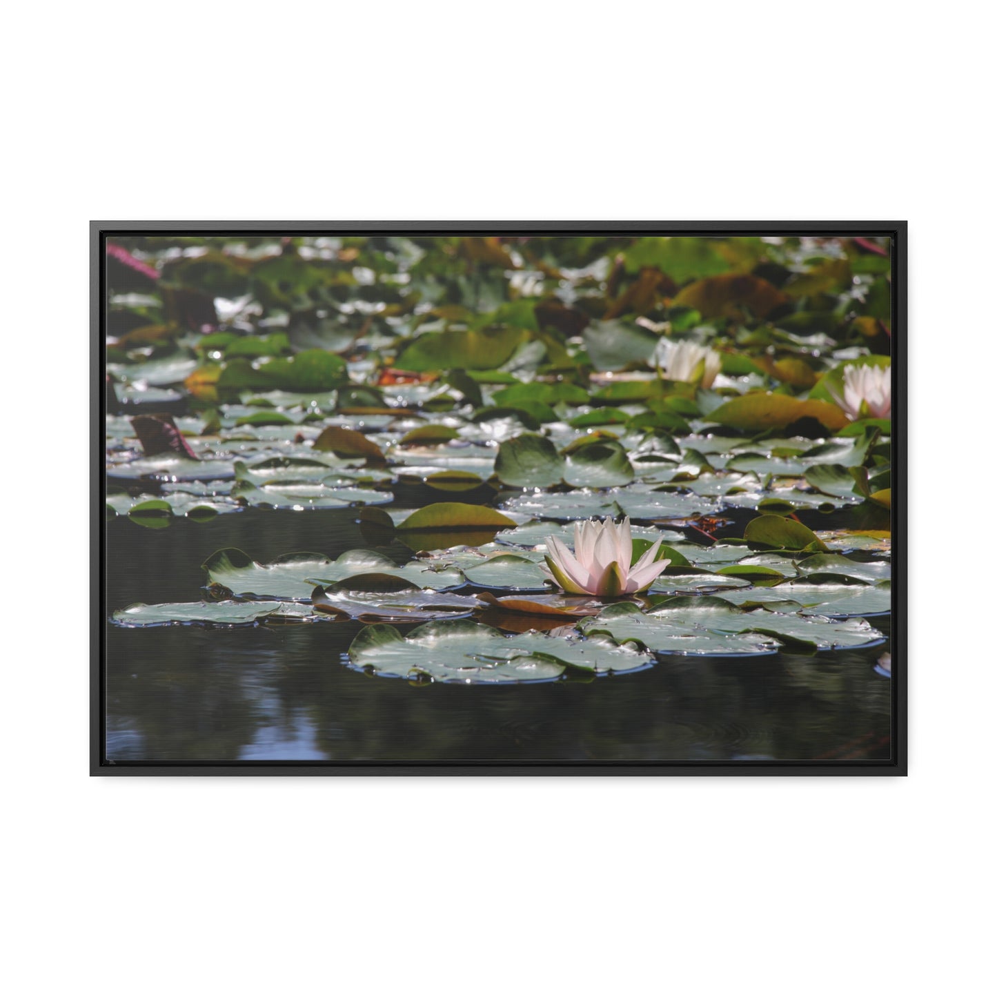 Framed Canvas - Peaceful Lily Pads and Lotus Flower
