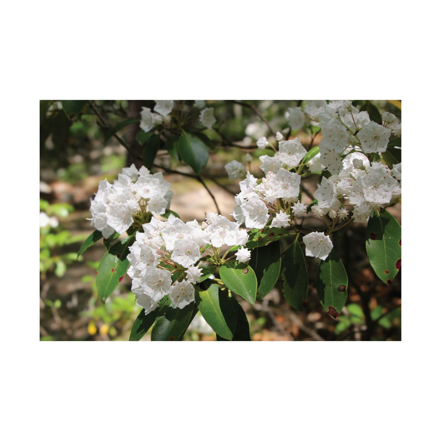 White Flower Matte Horizontal Poster - Floral Home Decor