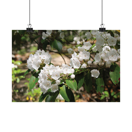 White Flower Matte Horizontal Poster - Floral Home Decor