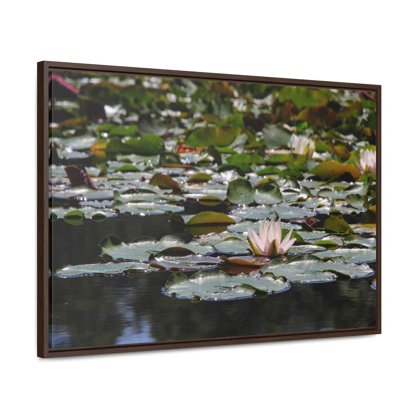Framed Canvas - Peaceful Lily Pads and Lotus Flower
