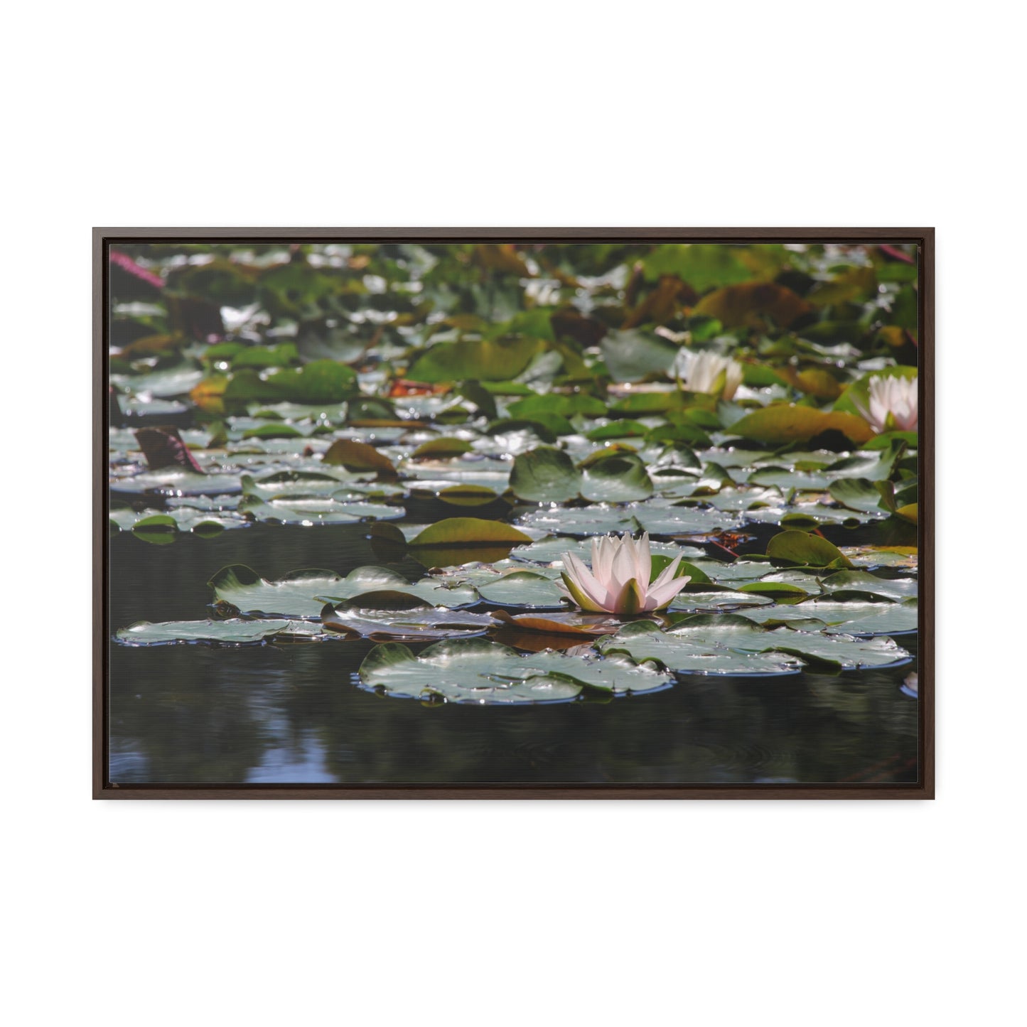 Framed Canvas - Peaceful Lily Pads and Lotus Flower