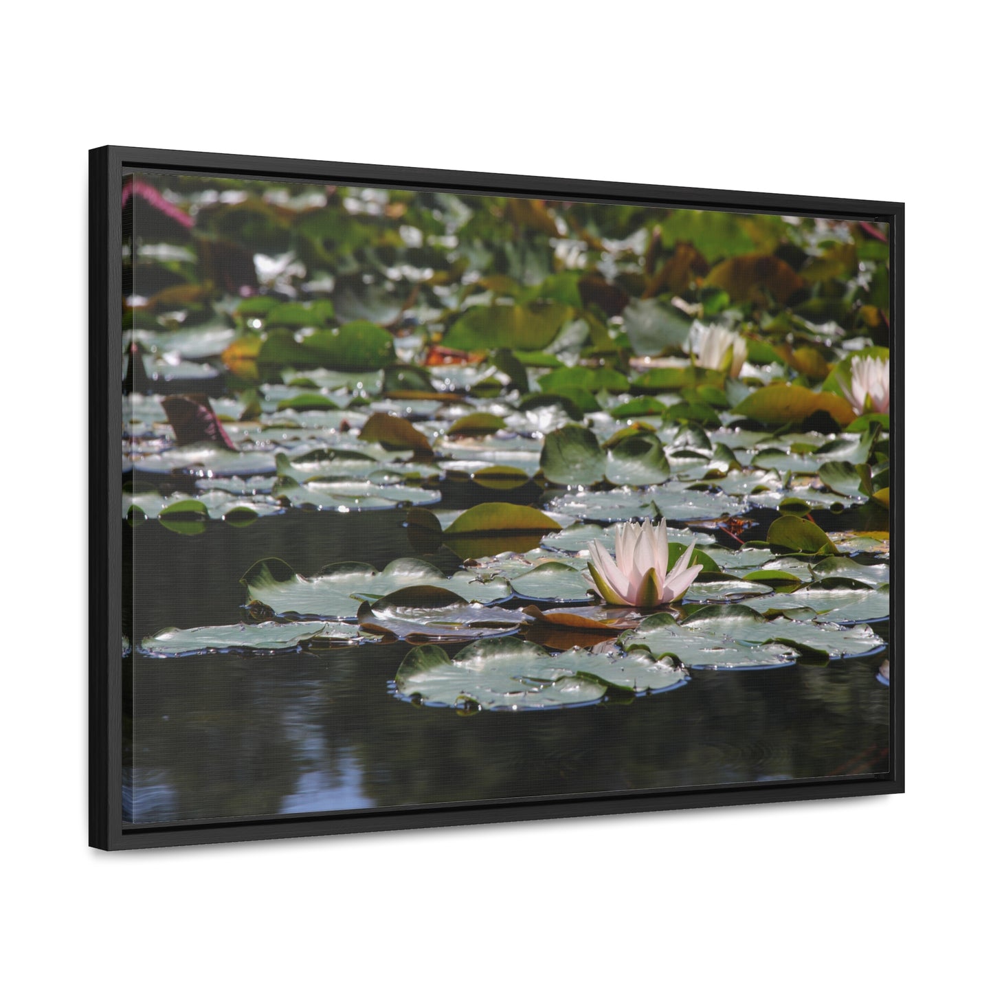 Framed Canvas - Peaceful Lily Pads and Lotus Flower