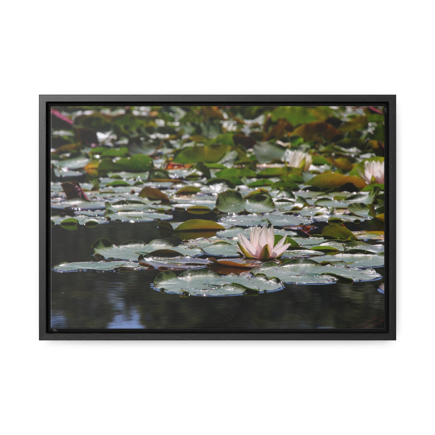 Framed Canvas - Peaceful Lily Pads and Lotus Flower