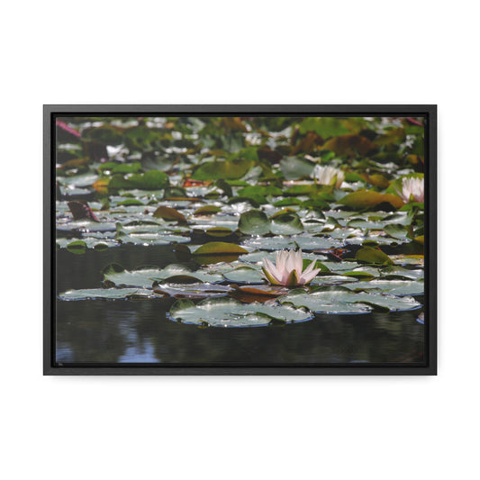 Framed Canvas - Peaceful Lily Pads and Lotus Flower