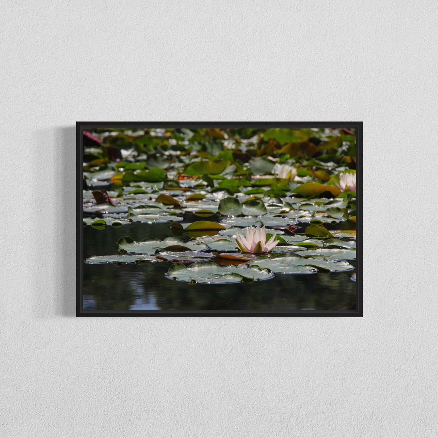 Peaceful Lily Pads and Lotus Flower Poster