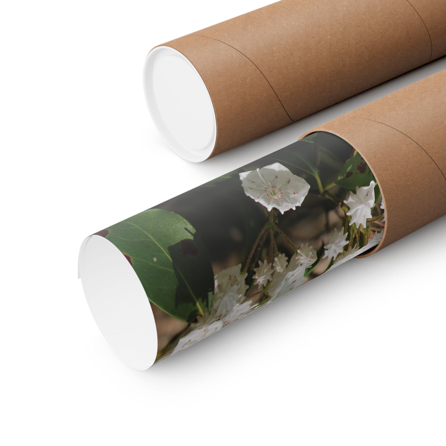 White Flower Matte Horizontal Poster - Floral Home Decor
