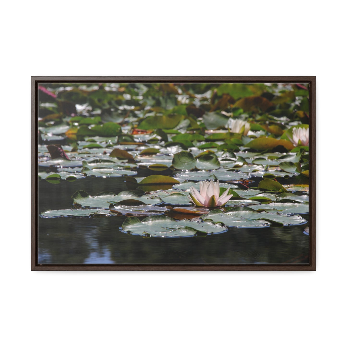 Framed Canvas - Peaceful Lily Pads and Lotus Flower