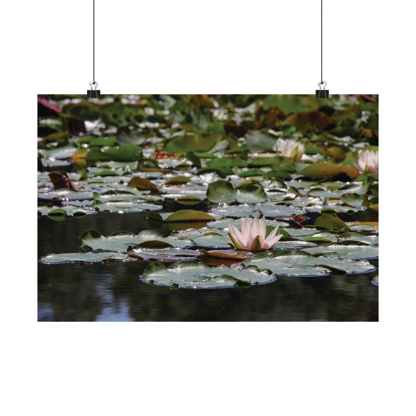 Peaceful Lily Pads and Lotus Flower Poster
