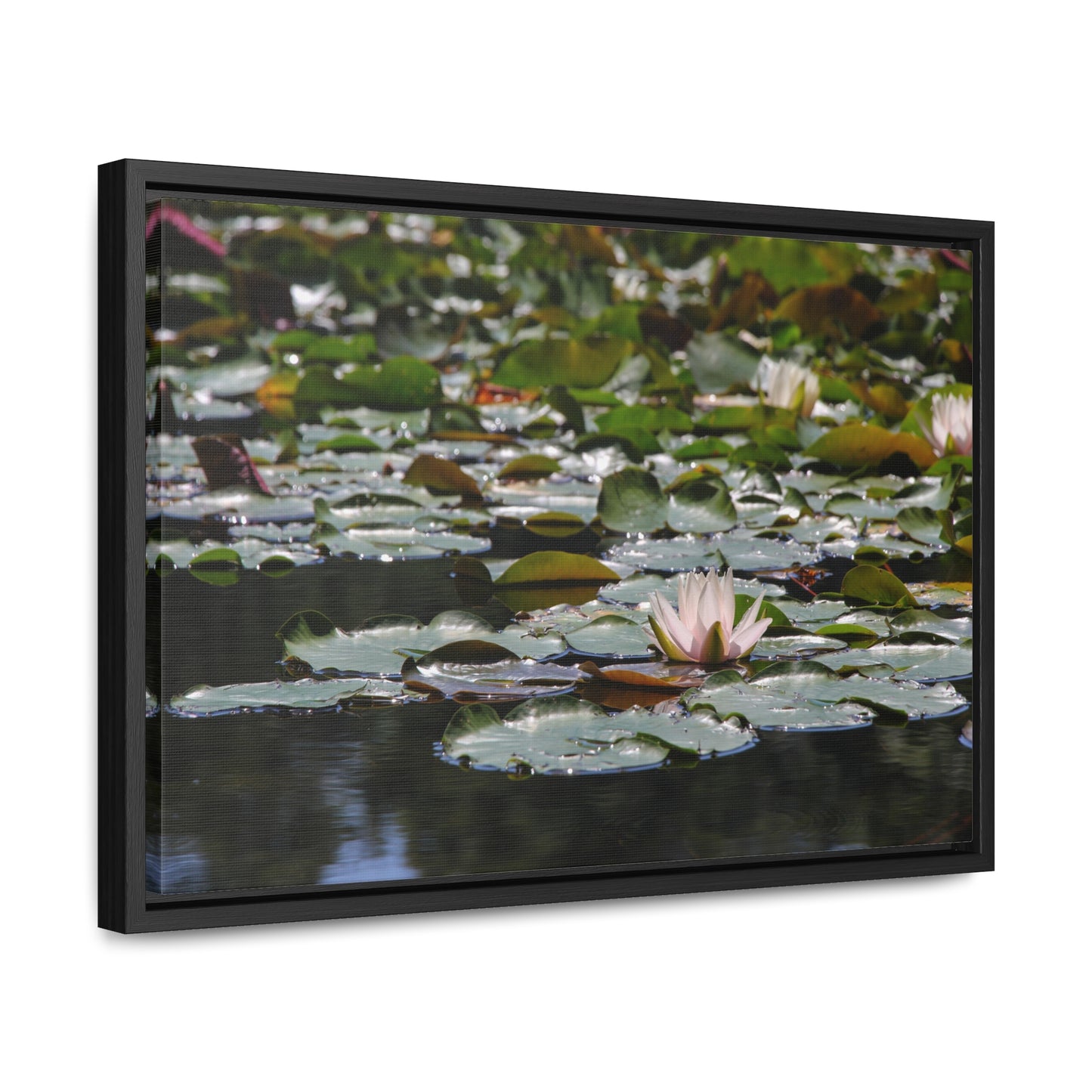 Framed Canvas - Peaceful Lily Pads and Lotus Flower