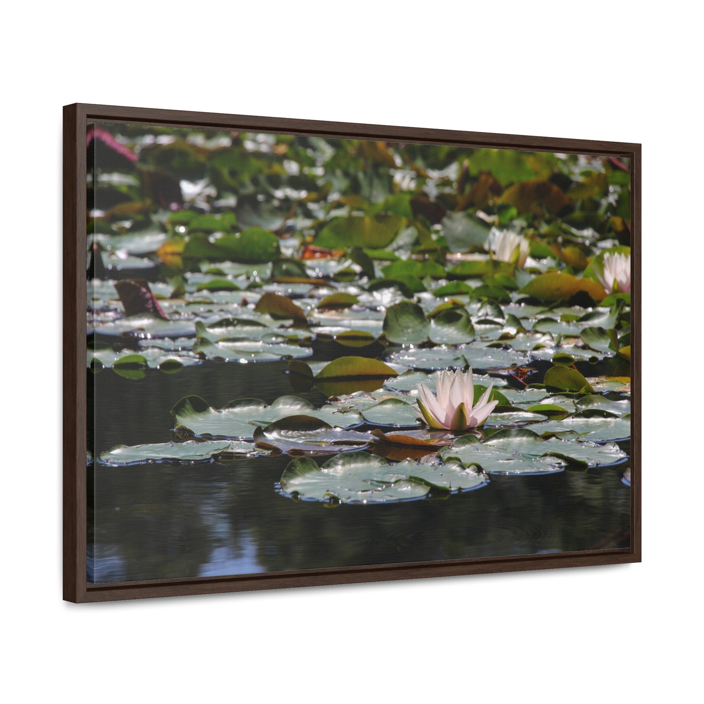 Framed Canvas - Peaceful Lily Pads and Lotus Flower
