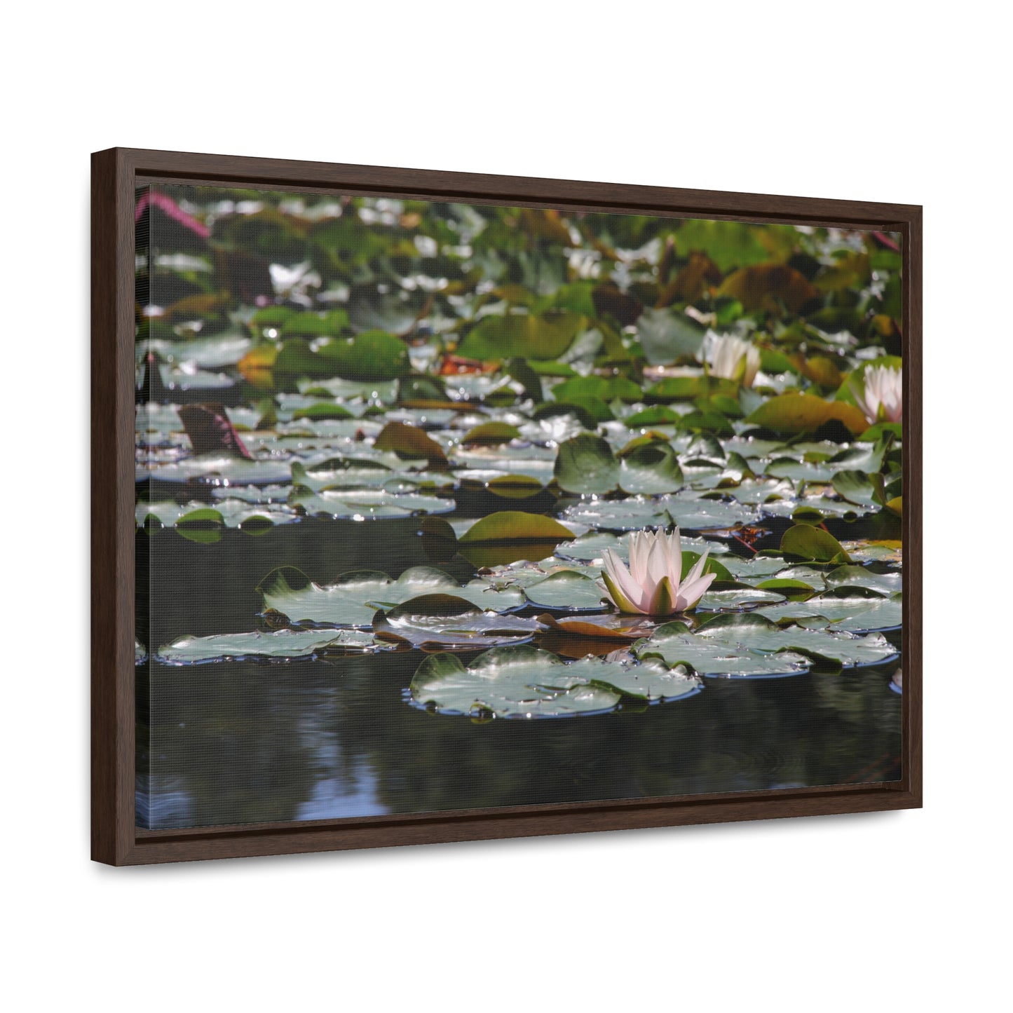 Framed Canvas - Peaceful Lily Pads and Lotus Flower