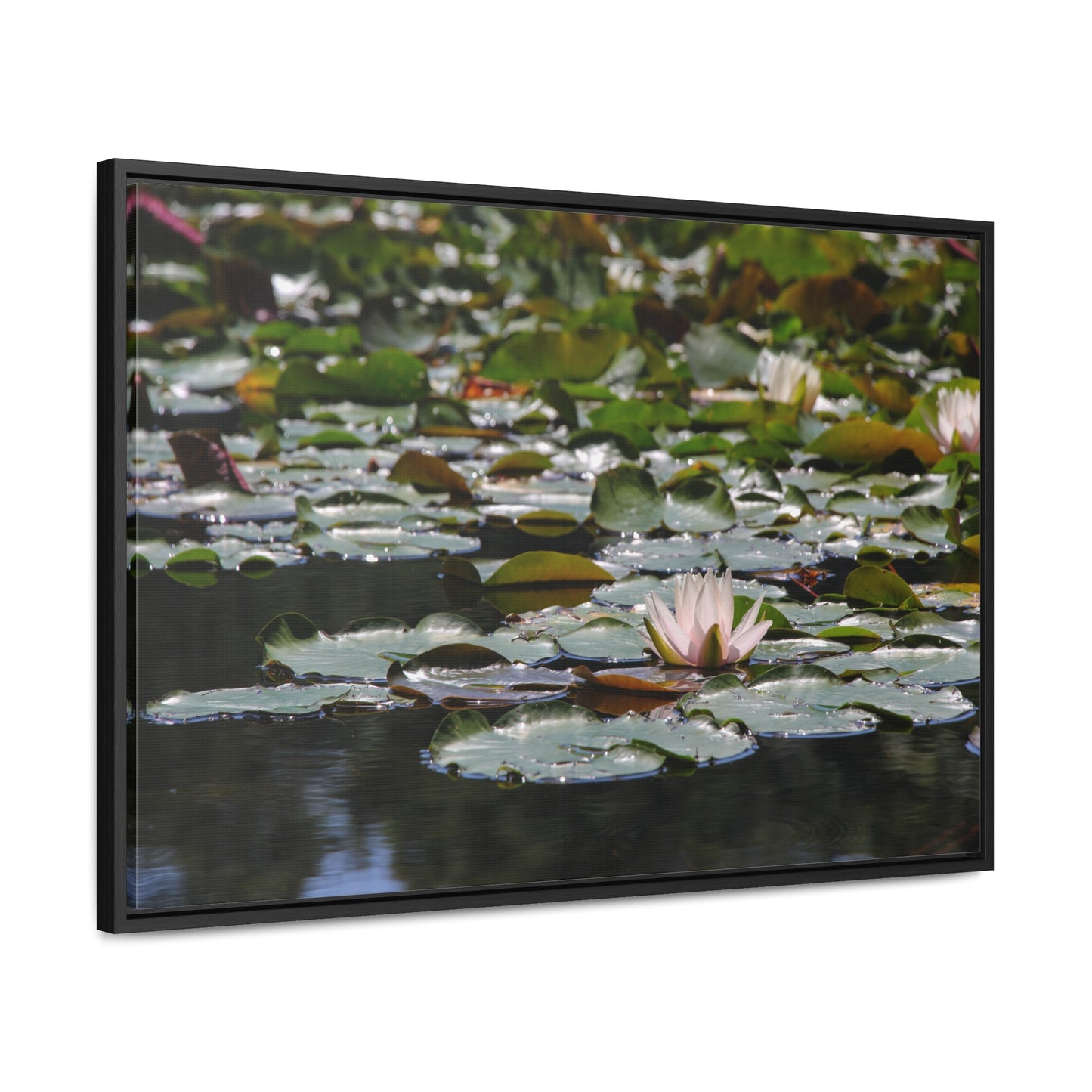 Framed Canvas - Peaceful Lily Pads and Lotus Flower