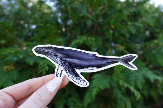 Whale Sticker